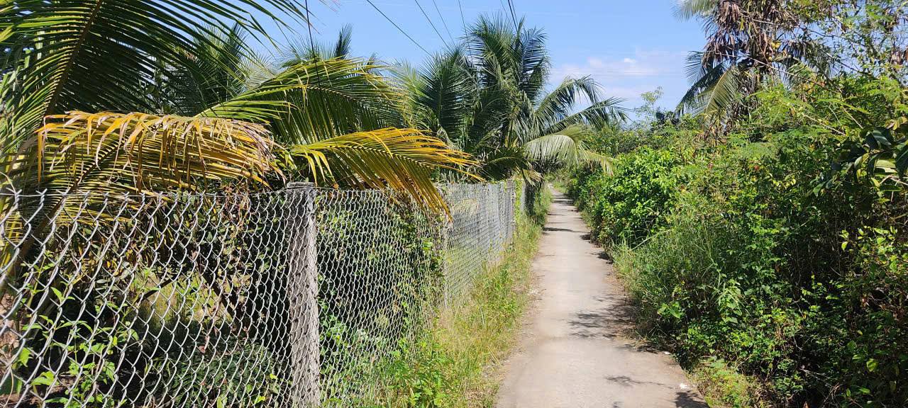Đất vườn dừa tại Long Định, Bình Đại 8.000m² giá 4.8 tỷ - Cơ hội đầu tư hấp dẫn!