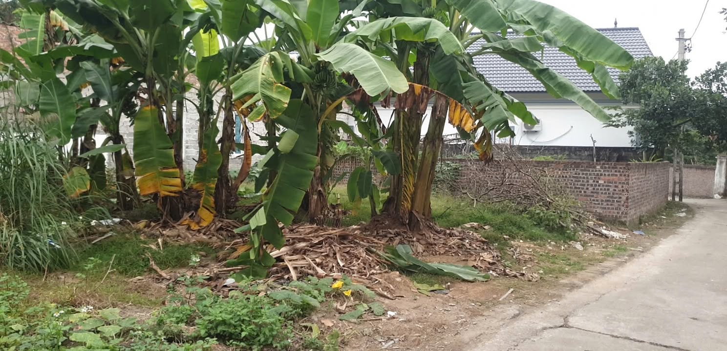 Đất nền 95m² tại Cam Thượng, Ba Vì - Giá chỉ 1.1 tỷ, ô tô vào tận nơi!