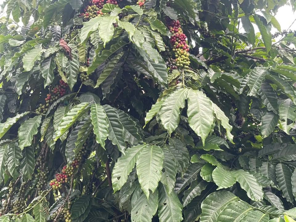 Đất nông nghiệp Đạ Đờn Lâm Hà 8000m² giá 3 tỷ - Cơ hội đầu tư hấp dẫn!