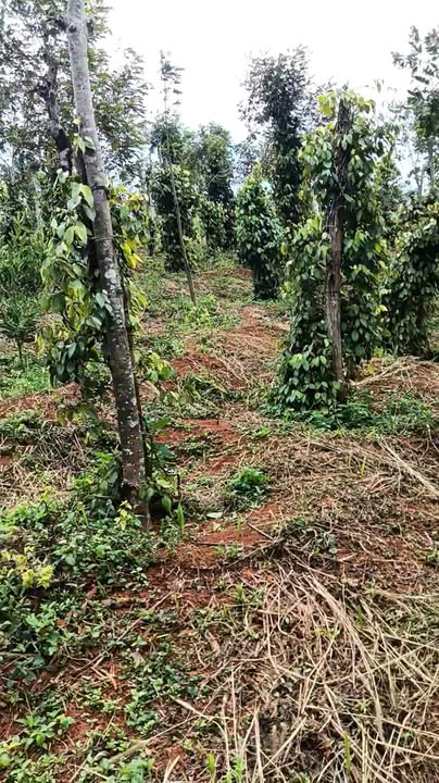 Đất nền 1,1 ha mặt đường lớn tại Quảng Trực, Tuy Đức - Giá chỉ 1.7 tỷ!