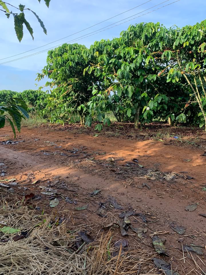 Đất nền Tân Thượng Di Linh 10.000m² - Mặt đường rộng thênh thang, giá thỏa thuận!