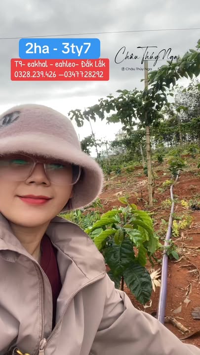 Đất đỏ trồng cây Ea Khal 2ha giá 3.7 tỷ - Ô tô vào tận nơi!