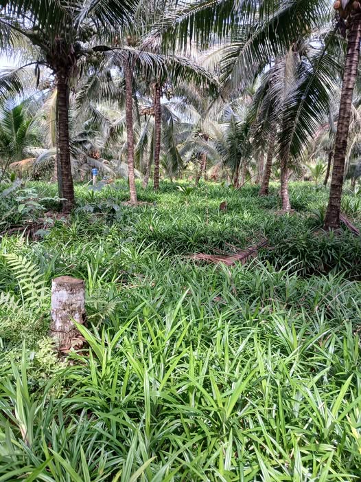 Đất vườn dừa xã Long Hưng, Tiền Giang 3000m² giá 7.5 tỷ - Đầu tư sinh lời hấp dẫn!