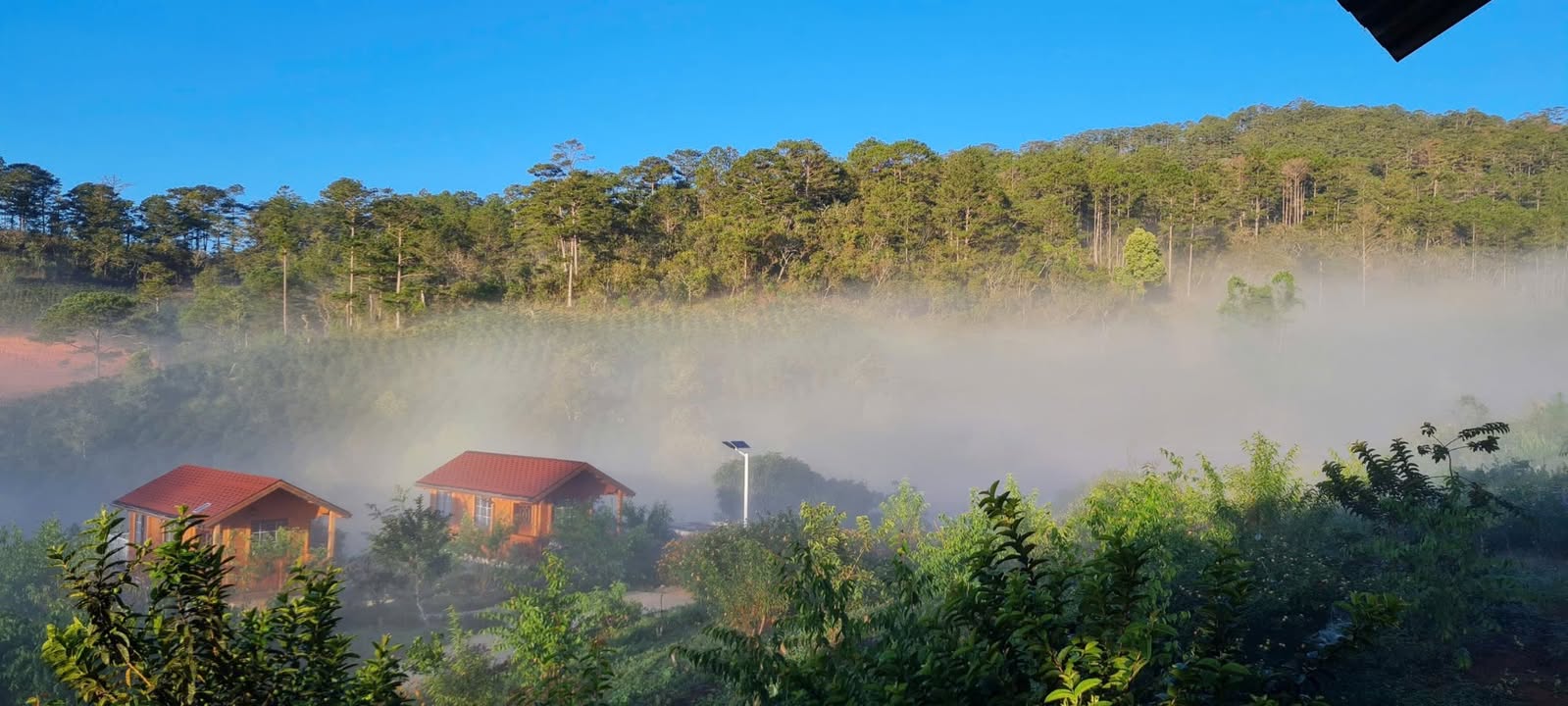 Cho thuê Farm 8000m² tại Lạc Dương - Khu vườn Mai Anh Đào thơ mộng