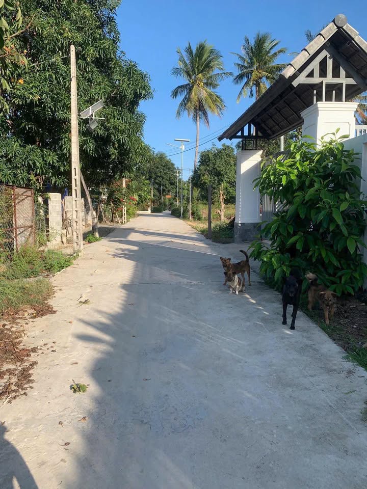 Đất thổ cư Bắc Cam Ranh 250m² giá 1.4 tỷ - Vị trí dân cư đông đúc!