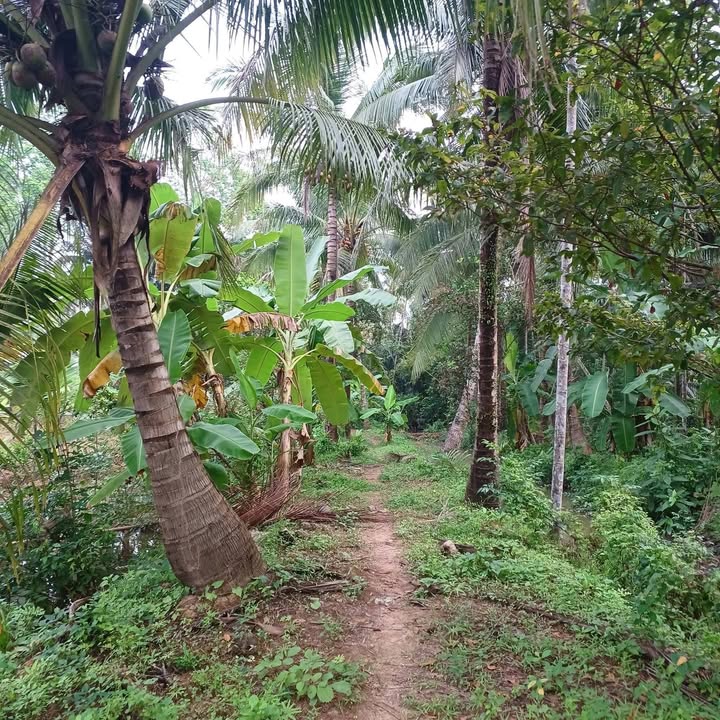 Đất vườn dừa Thanh Tân - 8000m² giá 1.6 tỷ - Cơ hội đầu tư hấp dẫn!