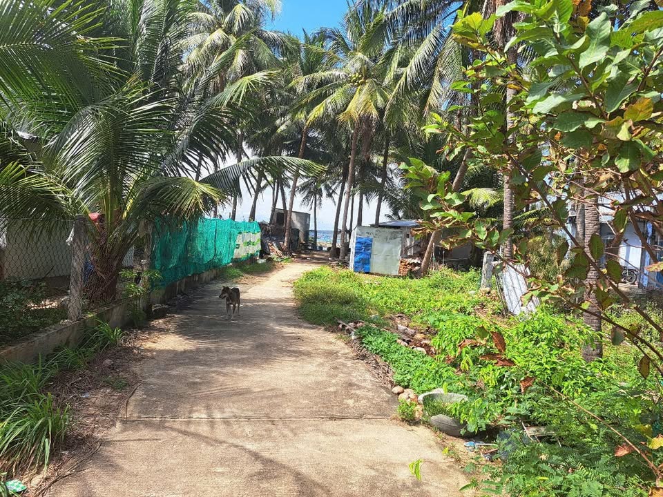 Đất ven biển Hòa Lợi, Xuân Cảnh, Sông Cầu 504m² giá 1.4 tỷ - Đầu tư sinh lời lý tưởng!