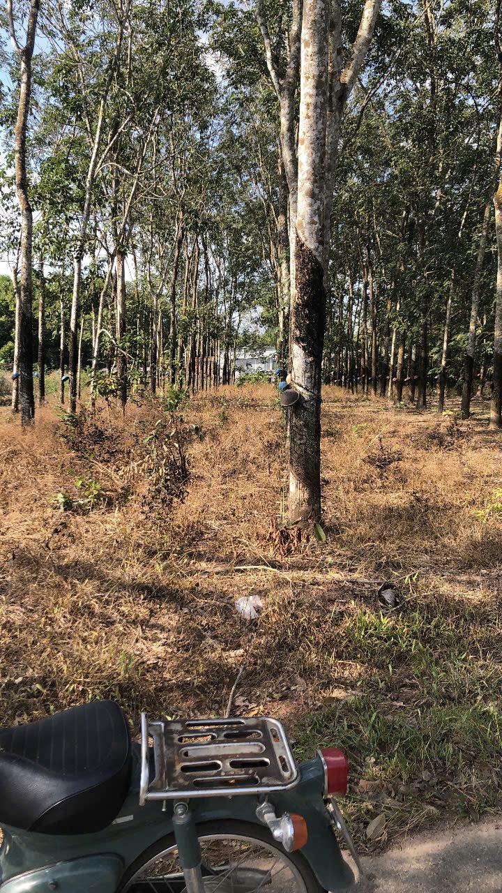 Đất nền Dầu Tiếng 700m² giá chỉ 1.1 tỷ - Cơ hội đầu tư tuyệt vời!