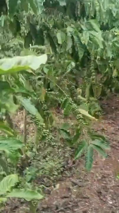 Đất nền Tân Thượng Di Linh 20.000m² giá 1.5 tỷ - Sổ đỏ chính chủ!