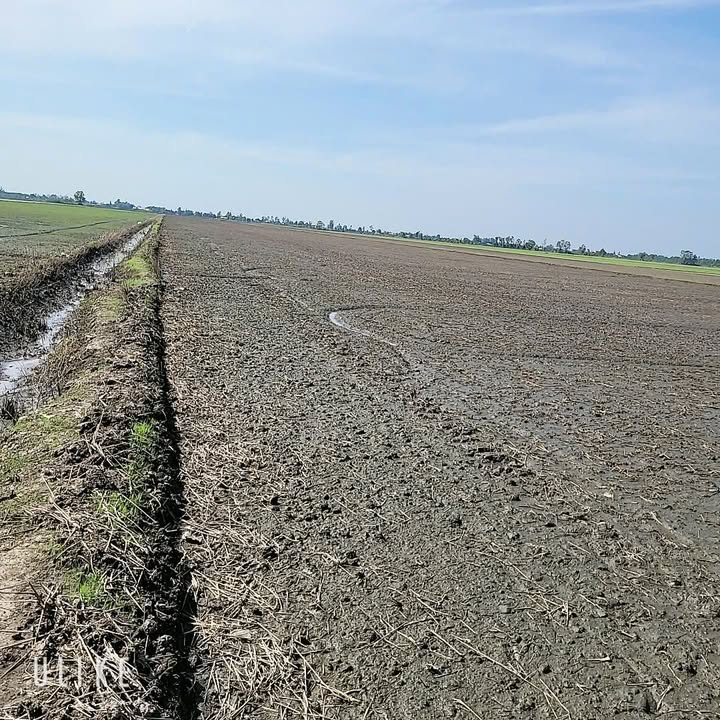 Đất ruộng Vĩnh Phú 25.000m² giá 810 triệu - Mặt tiền đường rộng rãi!