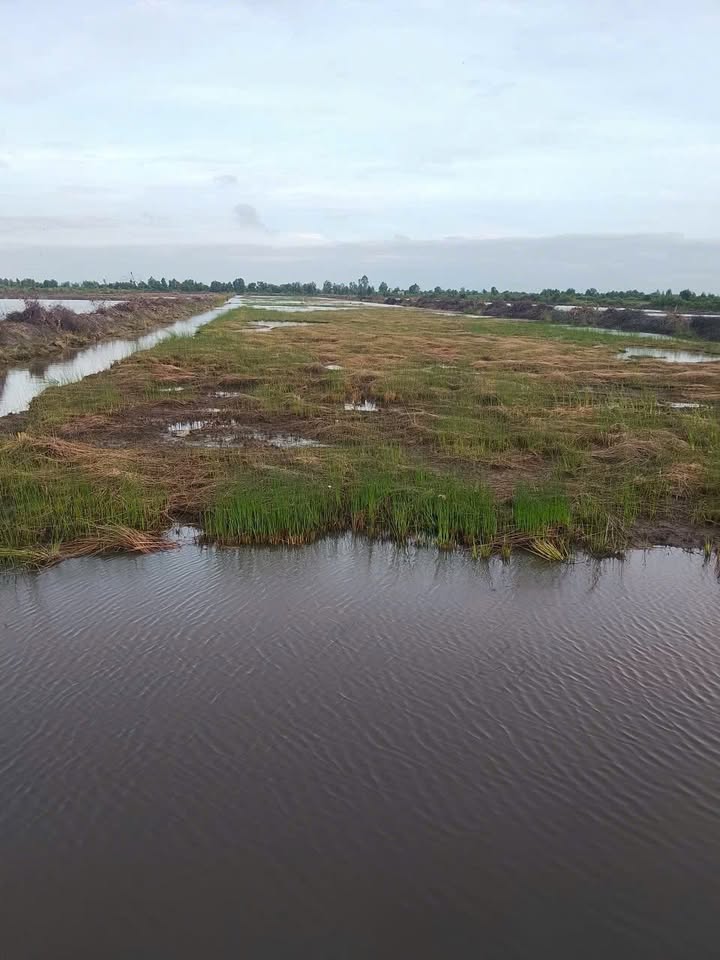 Đất nền ấp Thuận Án, xã Phú Mỹ, huyện Giang Thành 28000m² - Giá 2.1 tỷ, thương lượng tốt!