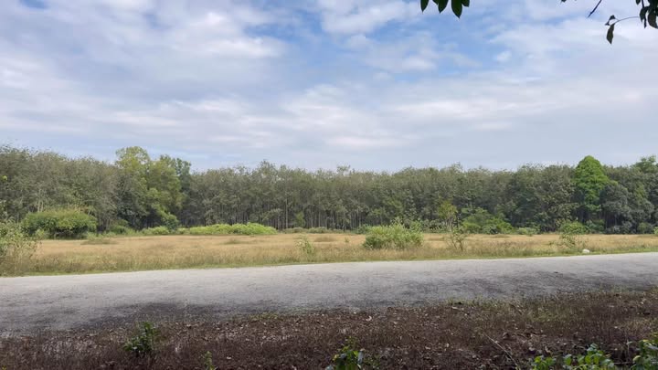 Đất nền 17.000m² Phước Hoà, Bình Dương giá 25 tỷ - Đầu tư an toàn, tiềm năng phát triển!