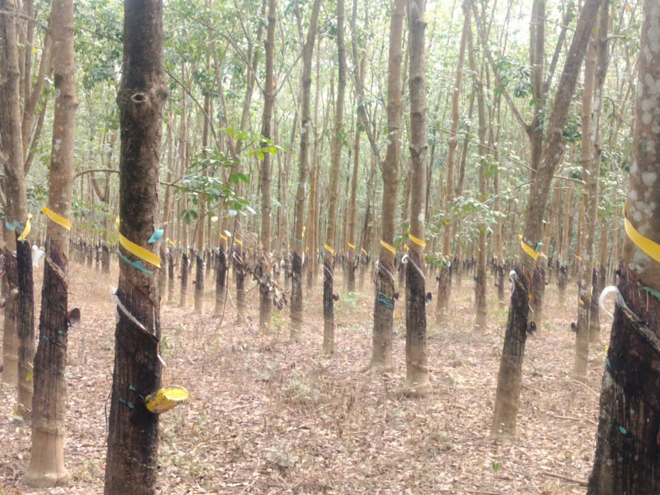 Đất nền 1héc 9 tại Tân Đồng, Đồng Xoài - Mặt tiền 177m, cơ hội đầu tư hấp dẫn!