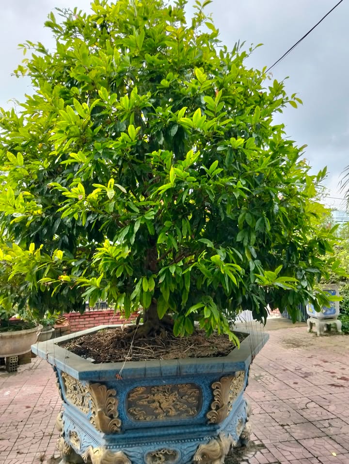 Đất nền kinh doanh mặt tiền Quốc lộ 1A, Bình Định 200m² giá 2 tỷ - Đầu tư sinh lời ngay!