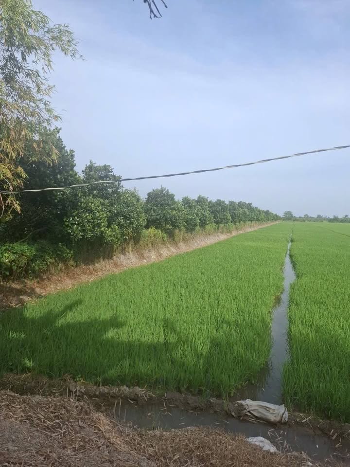 Đất ruộng 4.996m² tại Mỹ Ngãi, Đồng Tháp giá 1.9 tỷ - Tiềm năng đầu tư lớn!