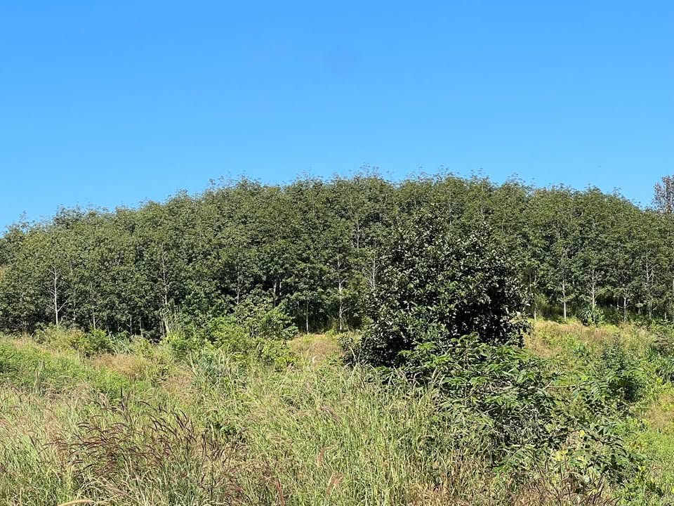 Đất Farm 5ha cao su tại Tân Cảnh Đắk Tô giá 1,5 tỷ - Đầu tư sinh lời ngay!