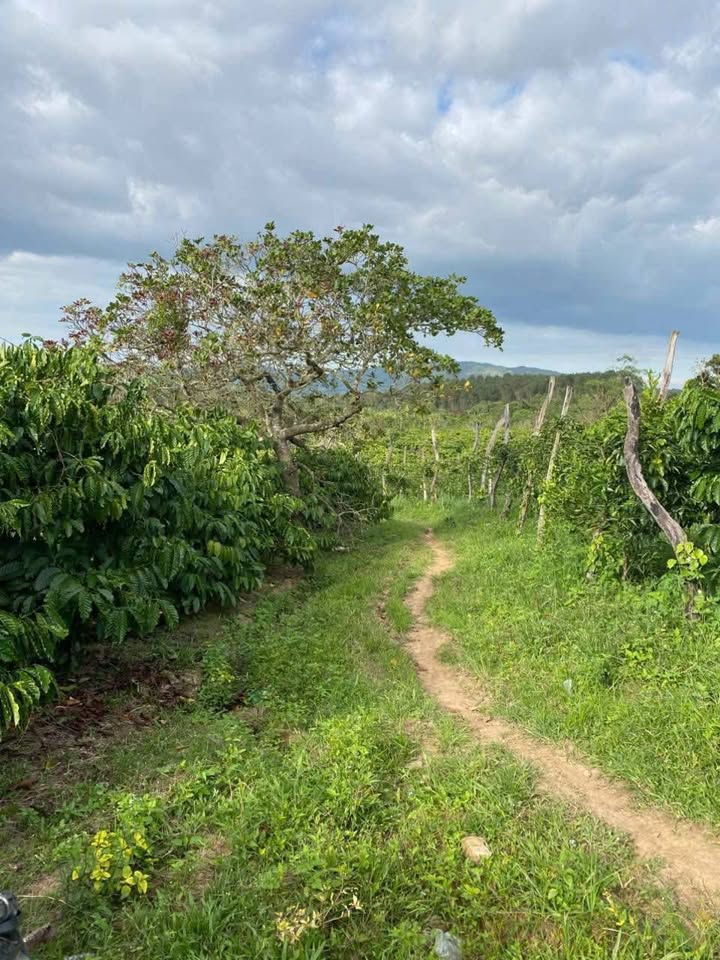 Đất nền Ea Ral – Ea H'leo 5200m² giá 999 triệu - Cơ hội đầu tư hấp dẫn!