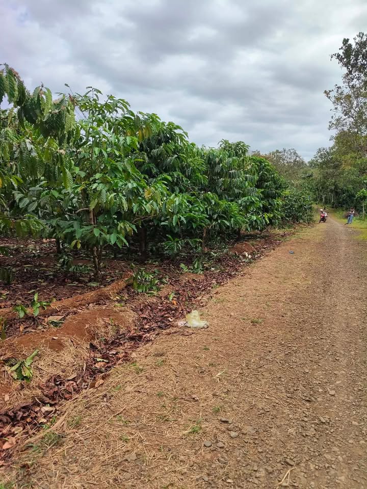 Đất nền Quảng Tín 7500m² giá 1.85 tỷ - Pháp lý rõ ràng, oto vào tận nơi!