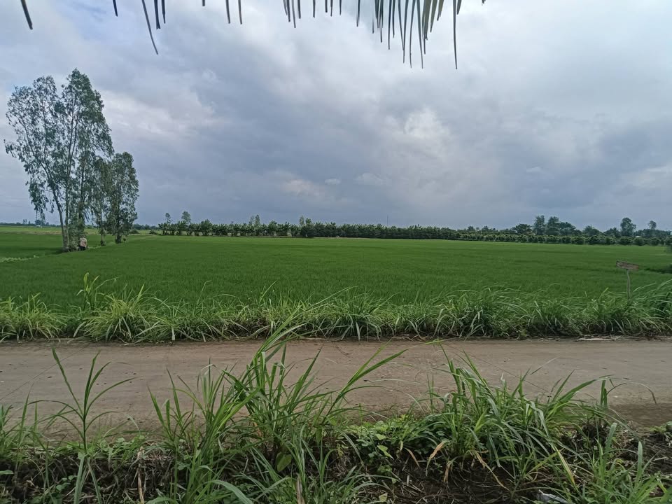 Đất thổ cư 100m² tại xã Thạnh Phú, Cần Thơ - Giá 900 triệu, thương lượng nhẹ!