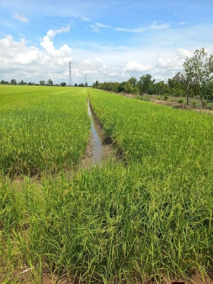 Đất ruộng 9000m² tại ấp Thạnh Phước, Cần Thơ - Tiềm năng nghỉ dưỡng lý tưởng!