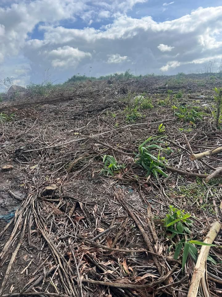 Đất nền 1ha tại xã Ea Hiao, huyện Ea H'leo - Giá chỉ 1,6 tỷ VND!