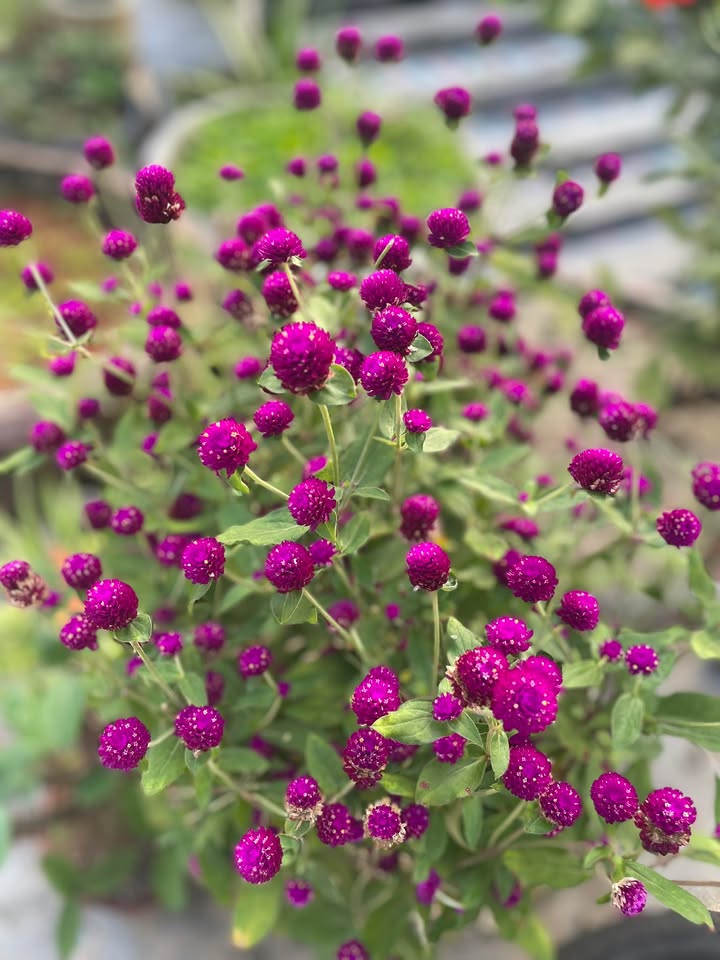 Đất mặt tiền Duy Nghĩa, Duy Xuyên 180m² giá 2.2 tỷ - Kinh doanh thuận lợi!