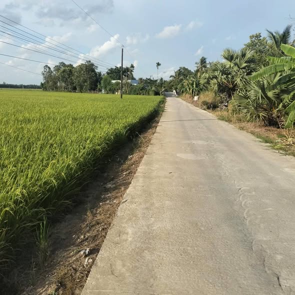 Đất Farm 8000m² mặt tiền Lộ Dal Tài Công, Sóc Trăng - Tiềm năng đầu tư lớn!