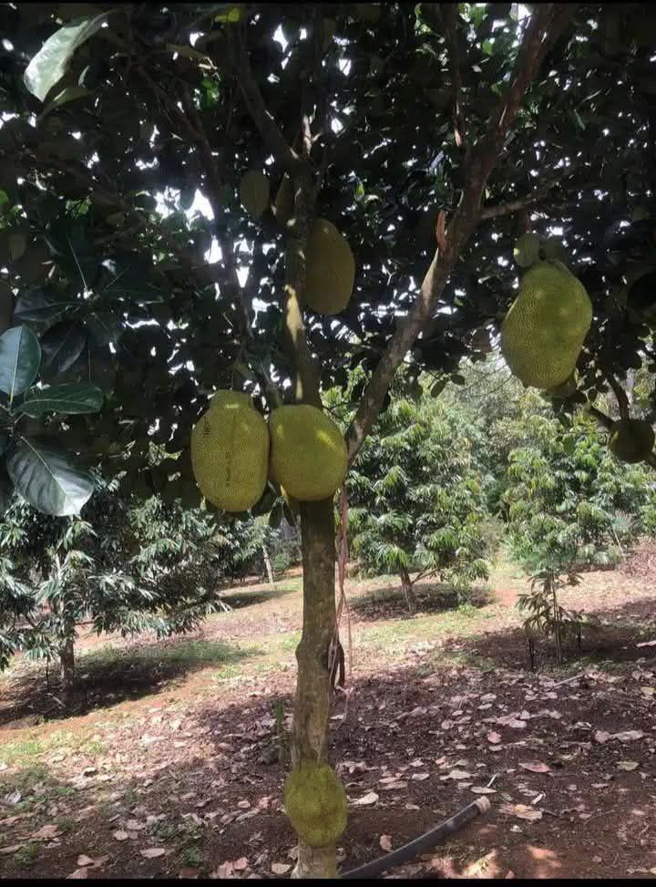 Đất vườn Tân Lâm Xuyên Mộc 10000m² giá 5.8 tỷ - Phủ hồng trái cây đủ loại