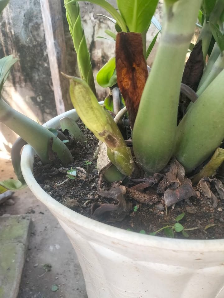 Nhà cấp 4 mặt tiền đường Điện Biên Phủ, phường Long Toàn, diện tích 125m² - Giá tốt, chính chủ!