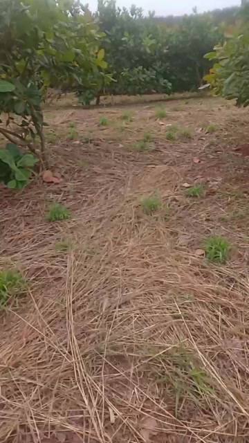 Đất nền xã Phú Nghĩa, Bù Gia Mập, 20.000m² giá 2.7 tỷ - Đầu tư sinh lời ngay!