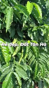 Đất Tân Hà Lâm Hà 1.2ha giá 5.5 tỷ - Đầu tư ngay hôm nay!