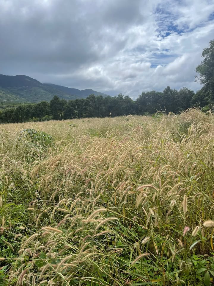 Đất Farm 7,3 sào tại thôn Mỹ Yang, Gia Lai - Giá chỉ 650 triệu, đất màu mỡ!