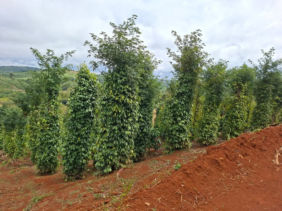 Đất nền thôn 8 xã Đắk Buk So, Tuy Đức 85m² giá 1.55 tỷ - Đầu tư sinh lời ngay!