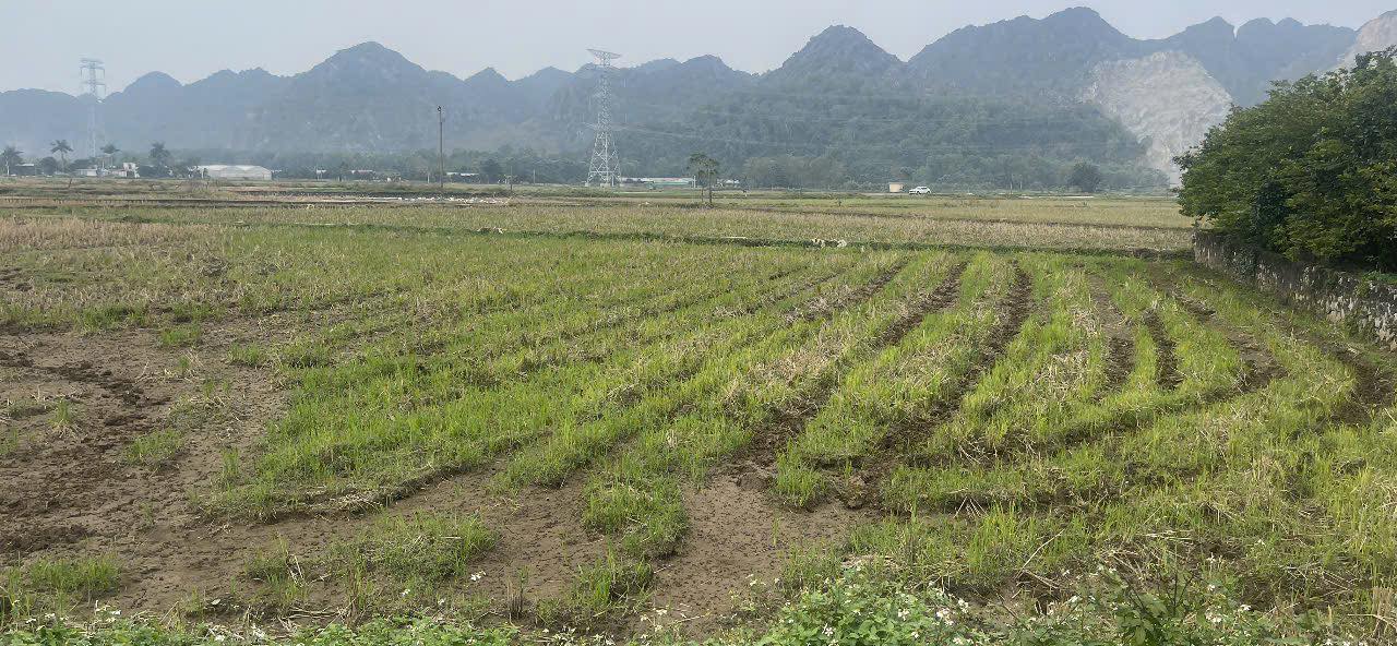 Đất nền xã Nga An, huyện Nga Sơn 100m² giá 1.1 tỷ - Đầu tư sinh lời ngay!