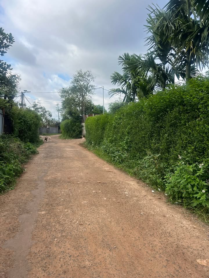 Đất vườn Hòa Thắng Buôn Ma Thuột 5000m² giá 900 triệu - Đầu tư sinh lời ngay!