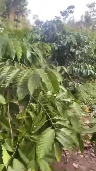 Farm Đắk Lắk 10.000m² giá 850 triệu - Tiềm năng đầu tư lớn!