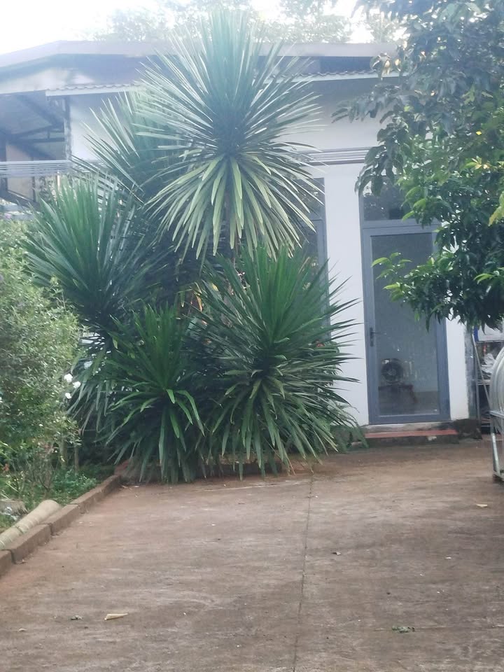 Đất vườn 2 sào đường KA6, phường Tân An, 2000m² - Giá chỉ 4.8 tỷ!