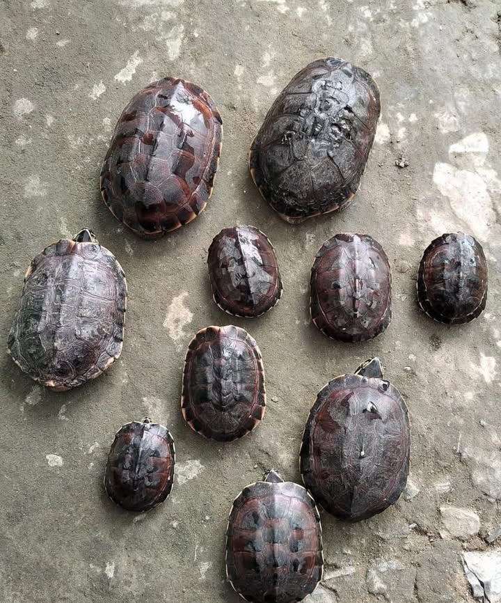 Đất thổ cư mặt tiền tỉnh lộ 862, xã Tăng Hòa, 24m² giá 9.677 tỷ - Đầu tư sinh lời ngay!