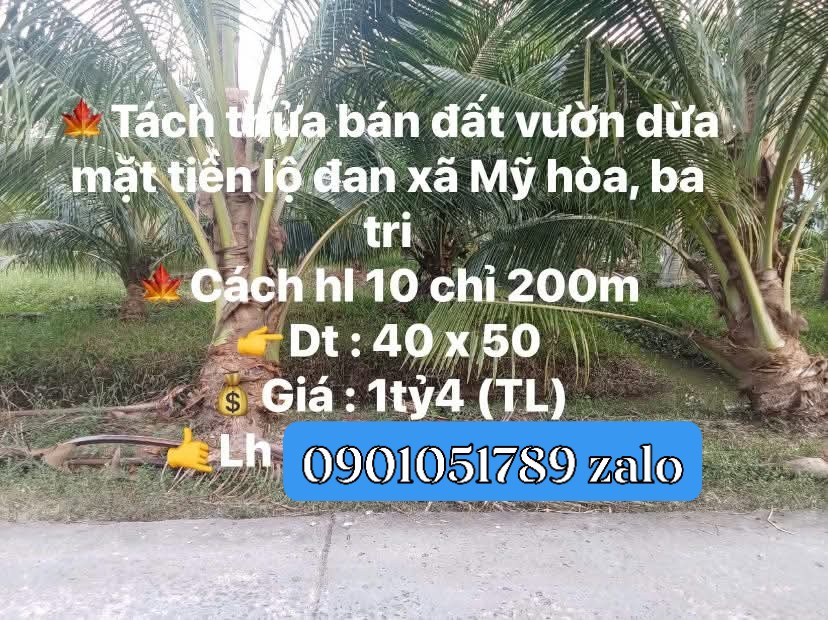 Đất vườn dừa xã Mỹ Hòa, Ba Tri, Bến Tre 2000m² - Giá tốt, thương lượng ngay!