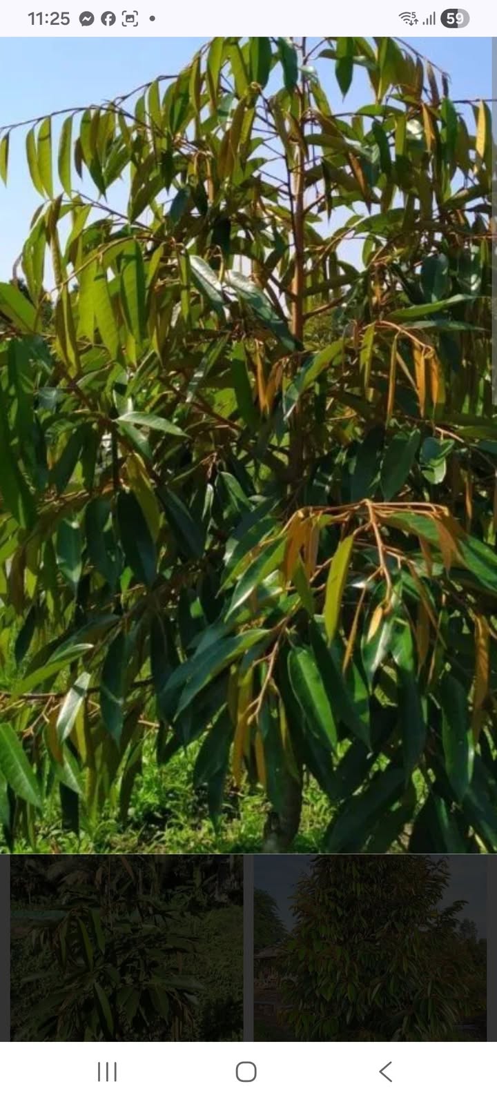 Farm đất sầu riêng 8000m² tại Tân Hưng giá 1.1 tỷ - Cơ hội đầu tư hấp dẫn!