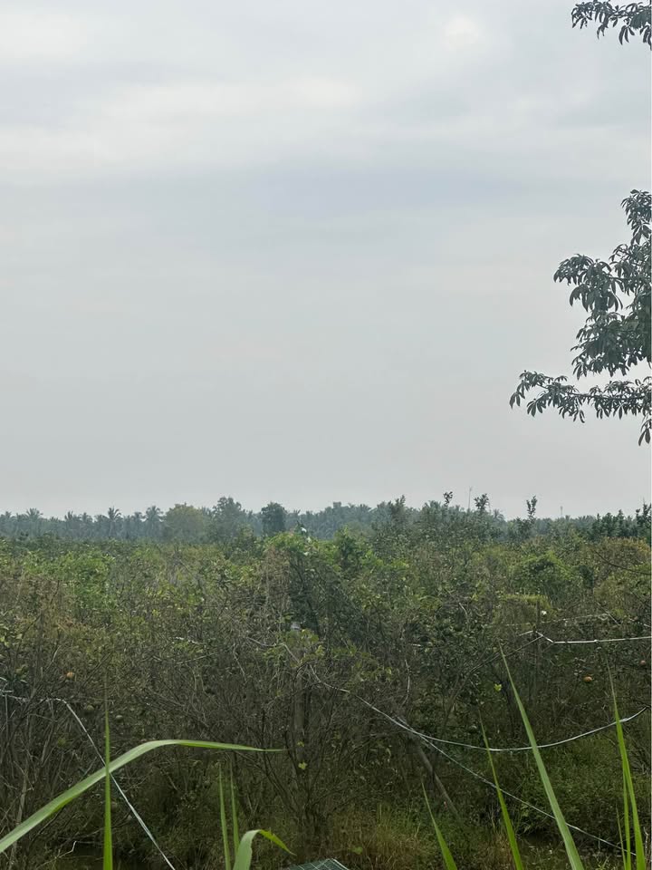 Đất trồng cam 7700m² xã An Trường, Càng Long - Giá chỉ 2.31 tỷ VND!