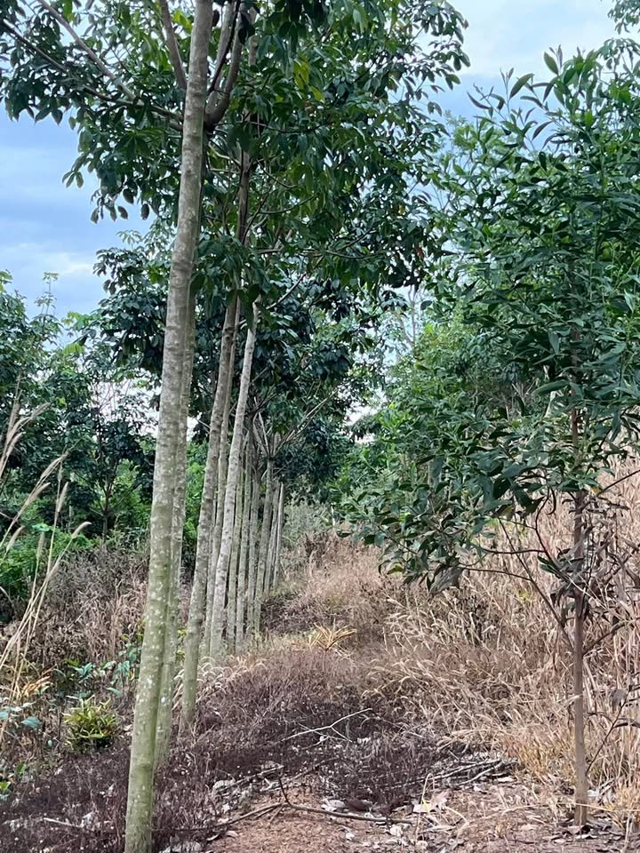 Đất nền Tân Lợi, Đồng Phú 3600m² - Sổ đỏ chính chủ, giá thỏa thuận