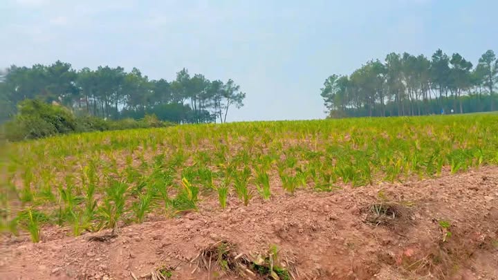 Lô đất thổ cư 630m² tại Quỳnh Thắng, Nghệ An chỉ 599 triệu - Cơ hội đầu tư tuyệt vời!