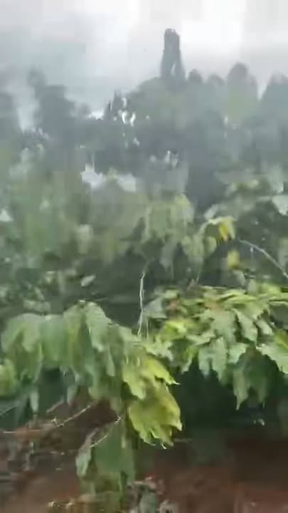 Farm trồng cà phê và tiêu Ea Sin, Krông Búk, Đắk Lắk 4,7ha - Đầu tư sinh lời ngay!