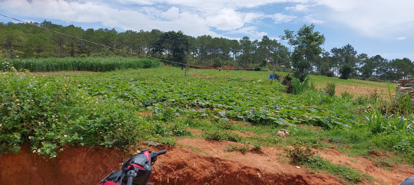 Đất nông nghiệp 3800m² tại Tu Tra, Đơn Dương - Giá chỉ 1.8 tỷ, sổ đỏ chính chủ!