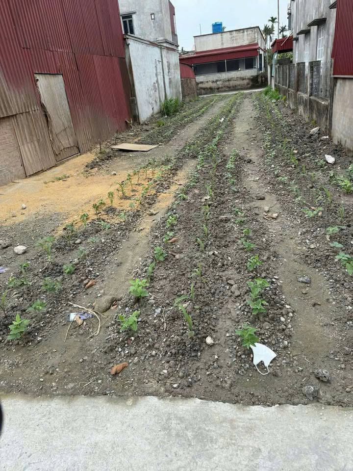 Đất nền Thái Thịnh, Thái Thụy 126m² giá chỉ 1xxxtỷ - Cơ hội đầu tư tốt!