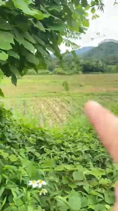 Đất nền Lương Sơn Yên Lập 3336m² giá 1.6 tỷ - Phù hợp làm nhà vườn!