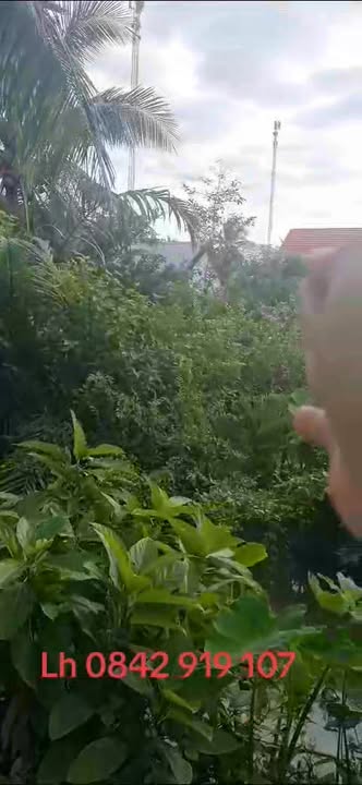 Nhà cấp 4 phường Nhị Mỹ, TX Cai Lậy 216.75m² - Vị trí đẹp, thương lượng tốt!