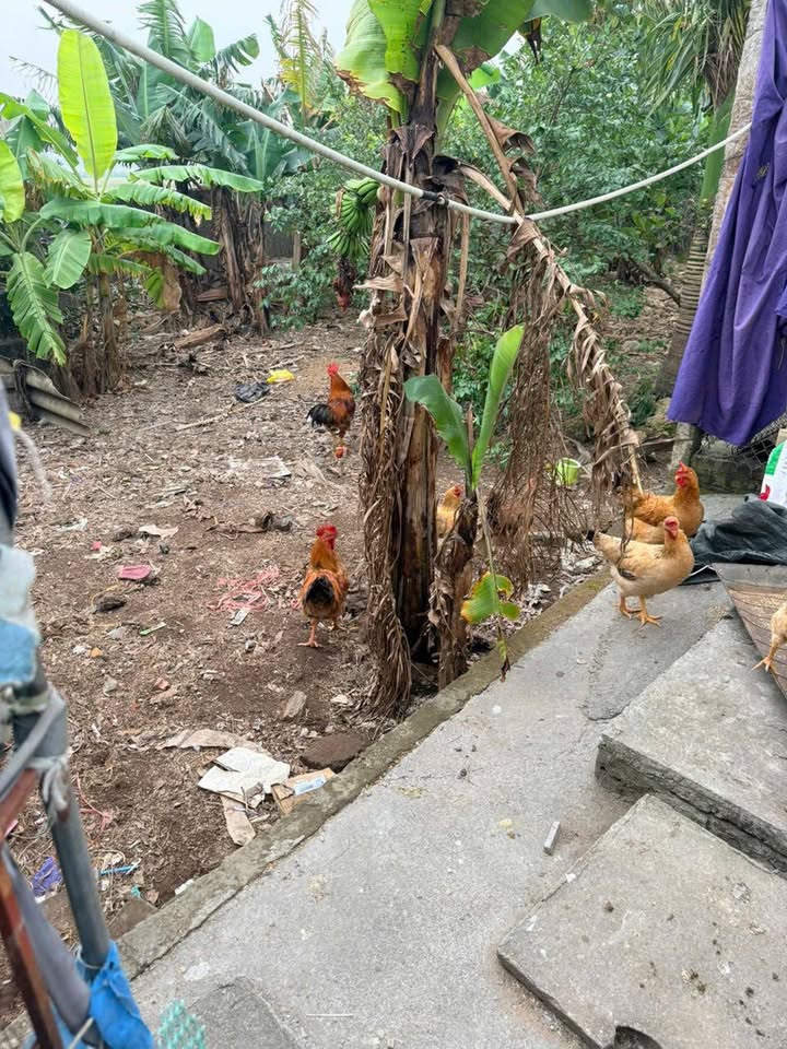 Bán đất tặng nhà 1 tầng tại Phú Xuân 100m² chỉ 1 tỷ - Cơ hội vàng cho bạn!