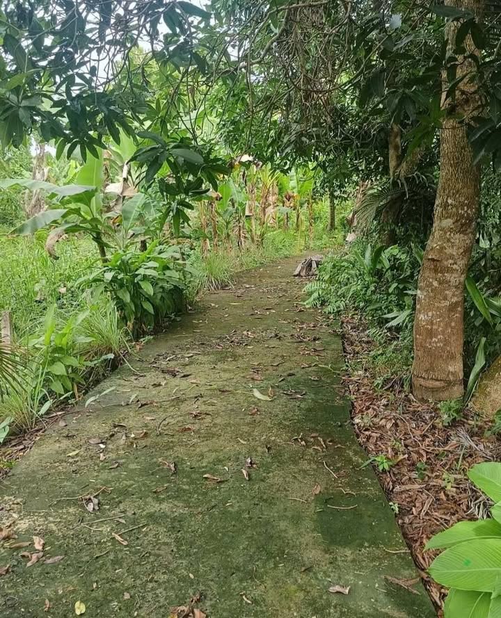 Đất CLN Giai Xuân Phong Điền 456m² giá 600 triệu - Đầu tư lý tưởng!